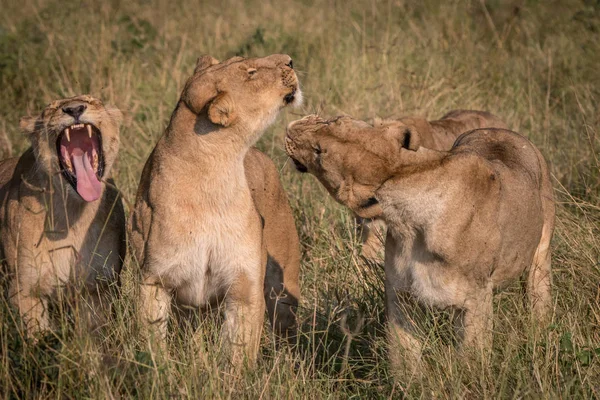 Три льва играют на траве . — стоковое фото