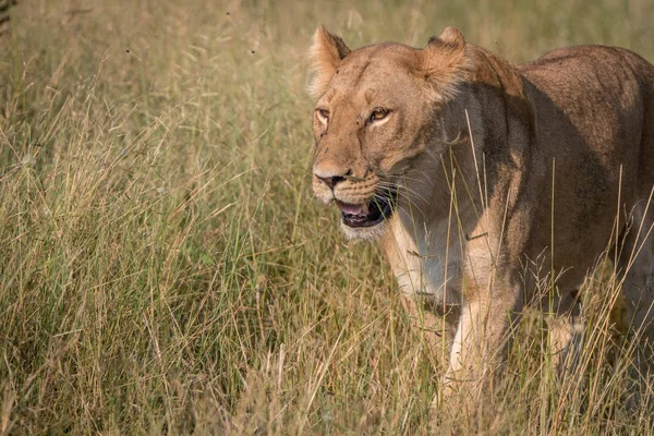 Een vrouwelijke Leeuw, wandelen in het gras. — Stockfoto