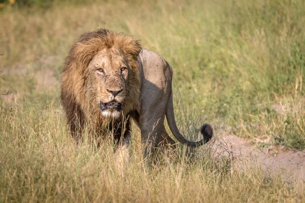 Un lion mâle marchant dans l'herbe . — Photo
