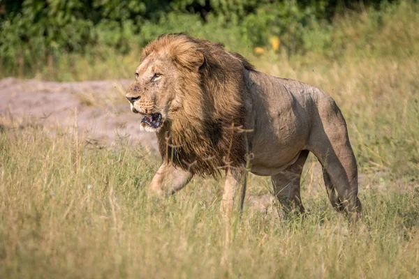 Un leu de sex masculin care merge pe iarbă . — Fotografie, imagine de stoc