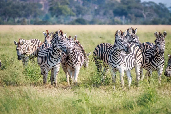 Uma manada de Zebras em pé na grama . — Fotografia de Stock