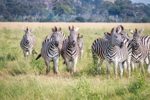 A herd of Zebras standing in the grass in the Chobe National Park, Botswana.