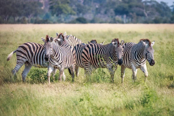 Uma manada de Zebras em pé na grama . — Fotografia de Stock