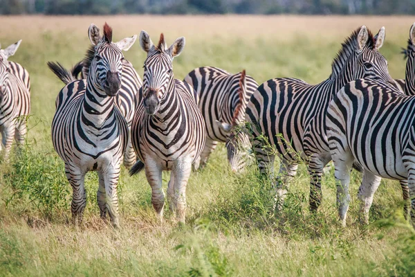 Duas Zebras a olhar para a câmara . — Fotografia de Stock