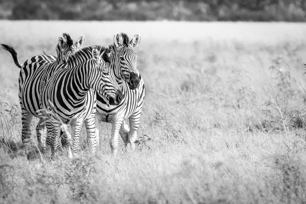 Três Zebras colagem na grama . — Fotografia de Stock