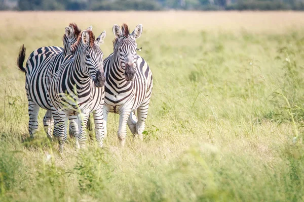 Три зебр склеювання в траві. — стокове фото