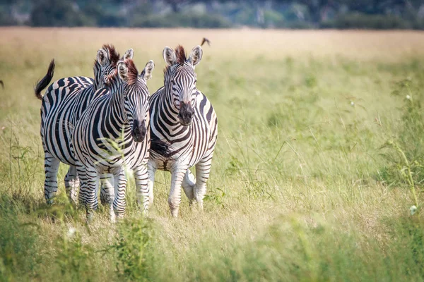 Три зебр склеювання в траві. — стокове фото