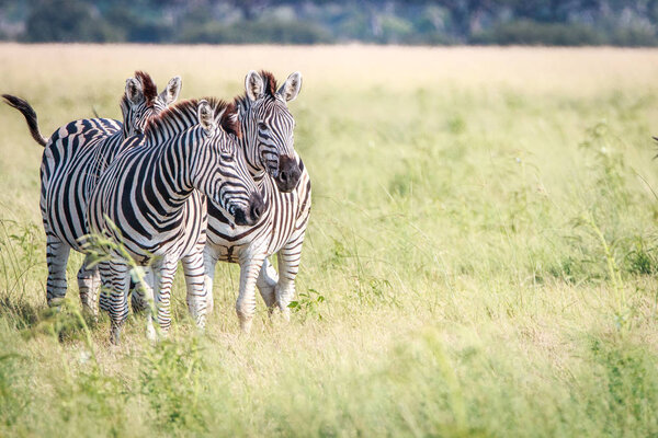 Three Zebras bonding in the grass in the Chobe National Park, Botswana.