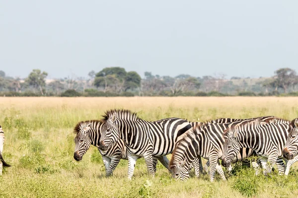 Uma manada de Zebras em pé na grama . — Fotografia de Stock