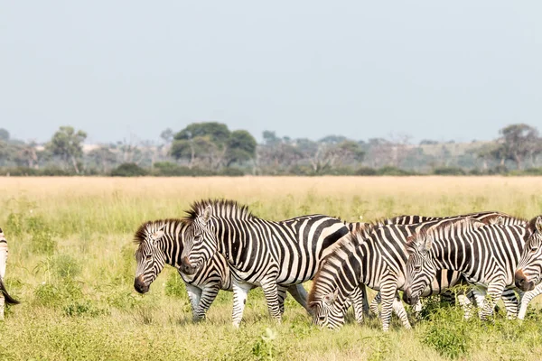 シマウマの群れ、草の中に立っています。. — ストック写真