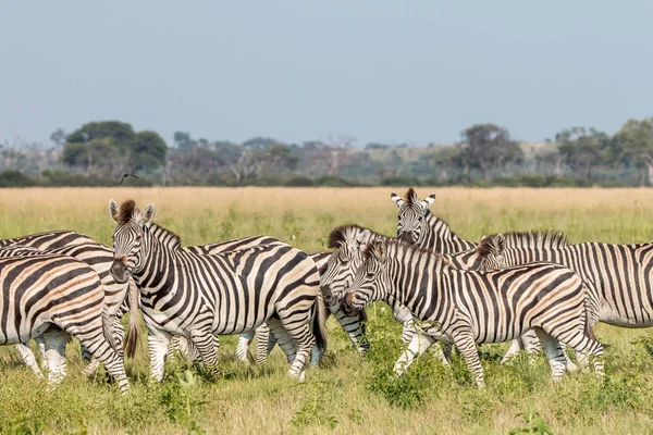 Una mandria di Zebre in piedi sull'erba . — Foto Stock