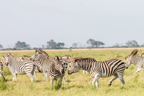 Una mandria di Zebre in piedi sull'erba . — Foto Stock