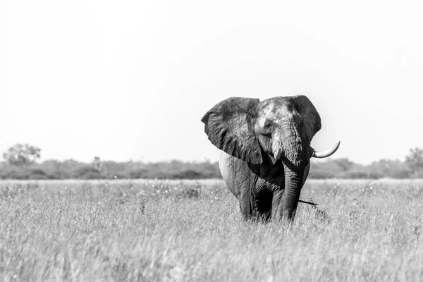 Ein Elefant, der auf die Kamera zugeht. lizenzfreie Stockfotos