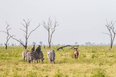 Zebralar ve kırmızı hartebeest duran.