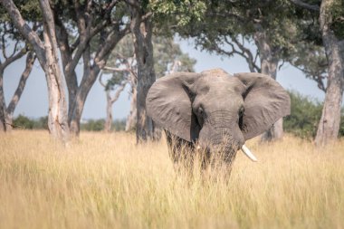 Kameranın doğru yürüyen bir fil.