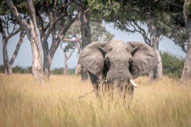 Kameranın doğru yürüyen bir fil.