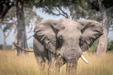 Otların arasında yürüyen bir fil.
