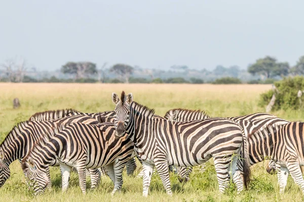 Uma manada de Zebras em pé na grama . — Fotografia de Stock