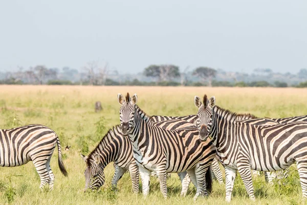 Uma manada de Zebras em pé na grama . — Fotografia de Stock