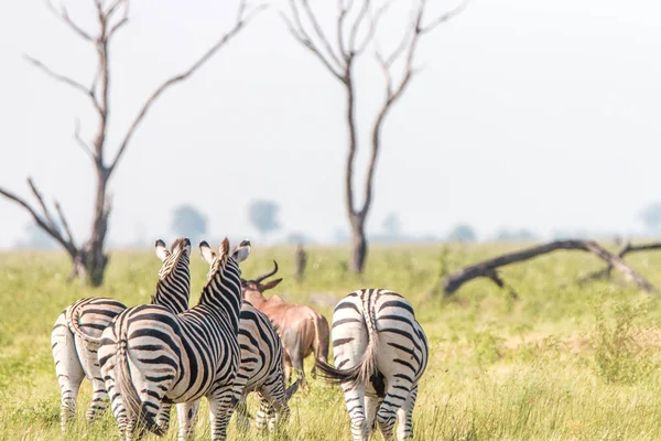 Zebre e un alcelafo rosso in piedi . — Foto Stock