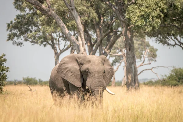 Um elefante caminhando na grama . — Fotografia de Stock