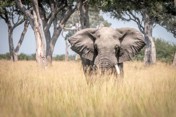 Слон ходит по траве . — стоковое фото