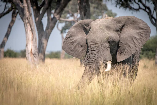 Um elefante caminhando na grama . — Fotografia de Stock