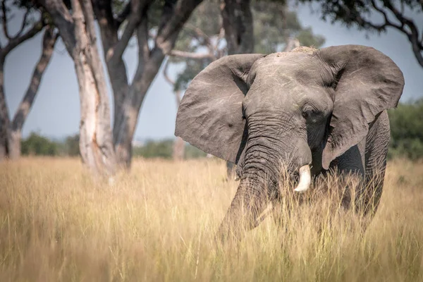 Ein Elefant, der im Gras geht. — Stockfoto