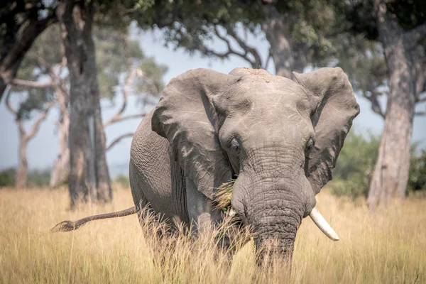Um elefante caminhando na grama . — Fotografia de Stock
