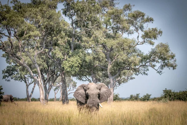 Un elefante caminando en la hierba . — Foto de Stock