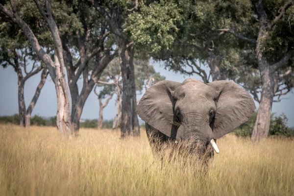 Слон ходит по траве . — стоковое фото
