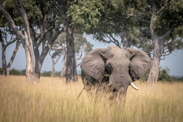 Um elefante caminhando na grama . — Fotografia de Stock