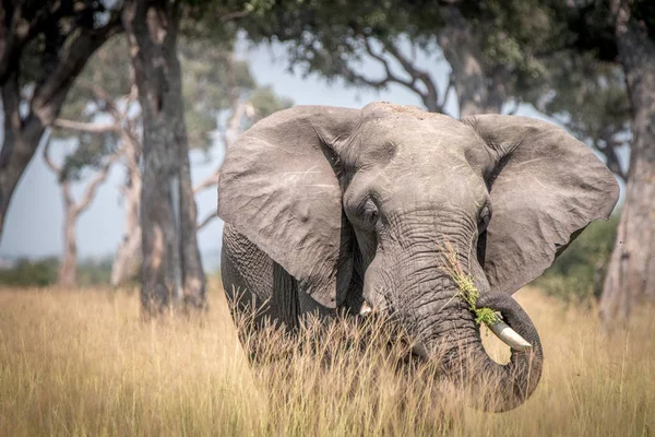 Um elefante comendo na grama . — Fotografia de Stock