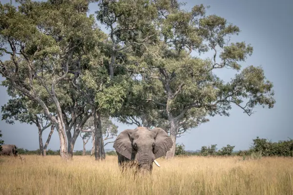 Otların arasında yürüyen bir fil. — Stok fotoğraf