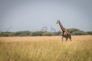 Otların arasında yürüyen bir zürafa.
