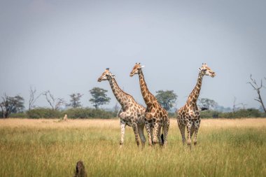 Üç zürafalar çimenlerde ayakta.