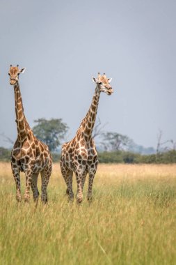 İki zürafa çimenlerde ayakta.