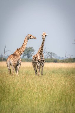 İki zürafa çimenlerde ayakta.