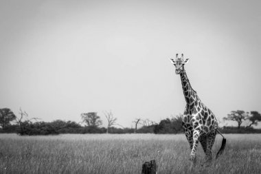 Çim siyah beyaz yürüyüş bir zürafa.