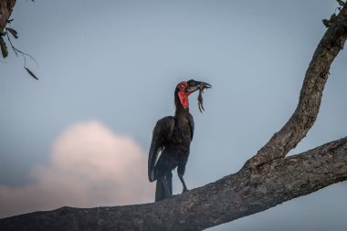 Bir av ile Güney kara Kartallar.