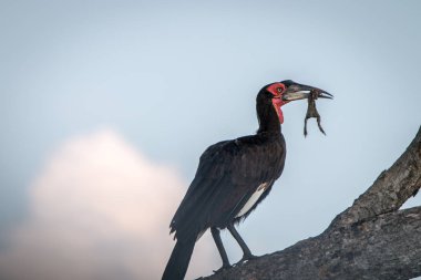 Bir av ile Güney kara Kartallar.