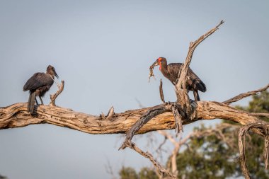 İki Güney zemin Rinoseros dalı.