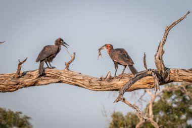 İki Güney zemin Rinoseros dalı.
