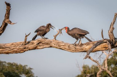 İki Güney zemin Rinoseros dalı.