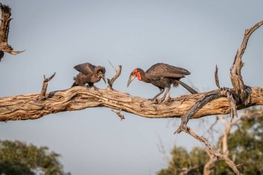 İki Güney zemin Rinoseros dalı.