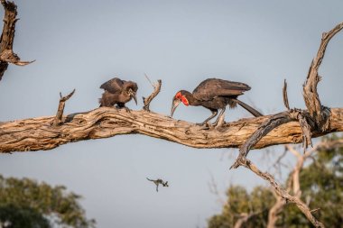 İki Güney zemin Rinoseros dalı.