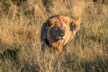 İki aslan çim yürüyüş.