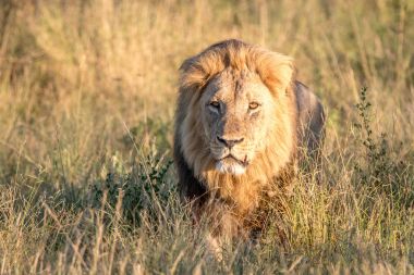 Otların arasında yürüyen bir erkek aslan.