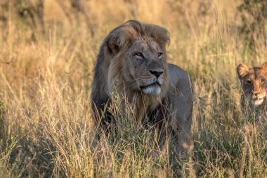 Bir erkek aslan duran çim.