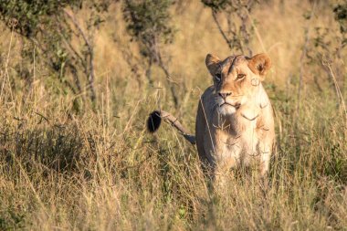 Otların arasında yürüyen bir dişi aslan.